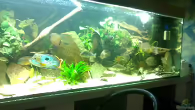 Becken 2343 von David Breuers