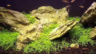 Becken 2346 von J.Liebold