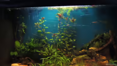 Becken 23505 von Shazrak