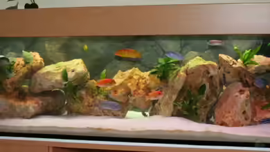 Becken 2360 von Martin Hertkorn