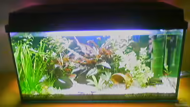 Becken 2372 von Janine Geißler