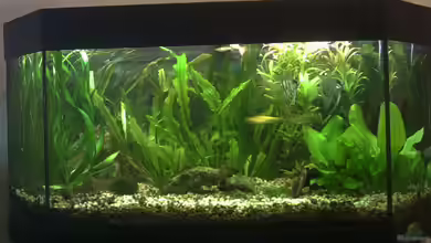 Becken 2373 von Kai Wichmann