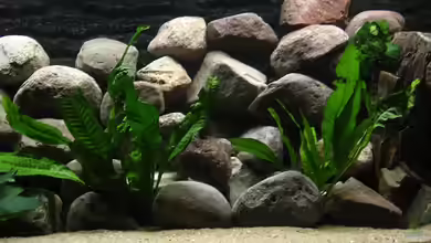 Becken 2377 von Patrick Schäfer