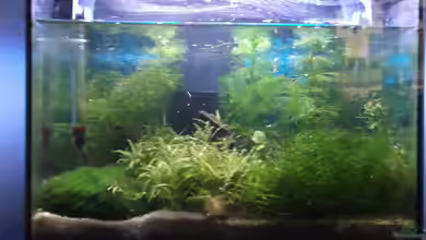 Becken 23823 von kakadu13