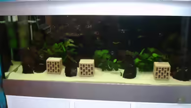 Becken 2404 von Frank Schnippering