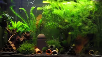 Becken 240l von Tanja