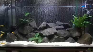 Becken 24174 von Joseg