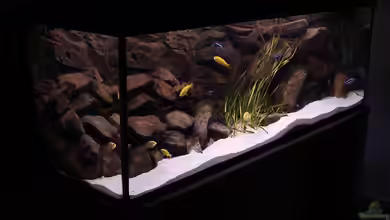 Becken 2429 von Logo