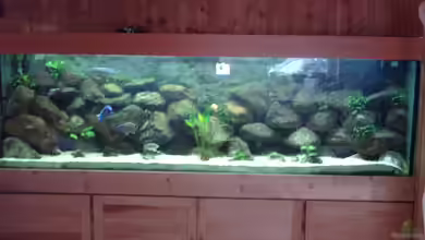 Becken 2435 von Jens Szymaniak