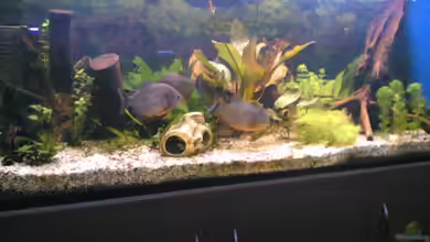 Becken 2439 von Sirko Laskowsky