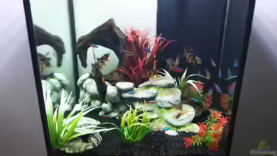 Becken 24631 von Nemo65