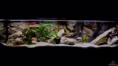 Becken 2496 Neueinrichtung von Alexander Siefer