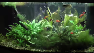 Becken 25080 von Kimberly