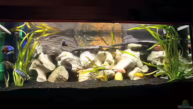 Becken 251 von Helmut Auburger