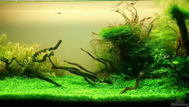 Becken 25169 von NickHo