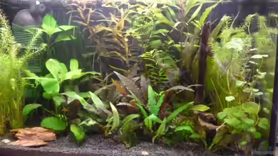 Becken 25217 von Freudenfeuer