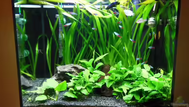 Becken 25238 von steheck