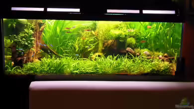 Becken 25312 von Manne