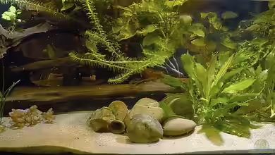 Becken 2553 von Uwe Dölling