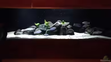 Becken 25586 von Nico Becker