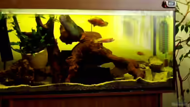 Becken 257 von Monika Panksy