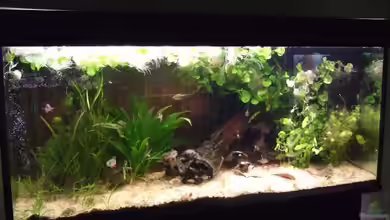 Becken 25713 von Süsswasserskipper