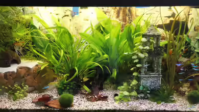 Becken 25804 von tomsabi