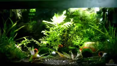 Becken 2581 von Lydia Schneider