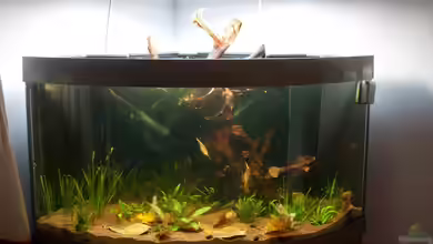 Becken 25828 von mala1307