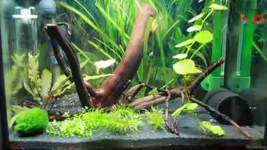 Becken 25928 von tomsabi