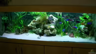 Becken 260 von Rodney Kolbusa