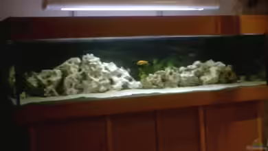 Becken 2615 von Andreas Scheer