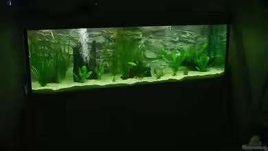 Becken 2616 von Sebastian Arnold