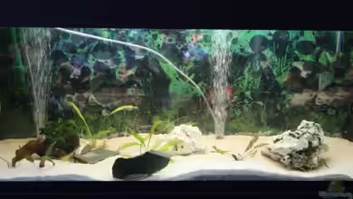 Becken 26165 von Mathias2