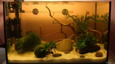 Becken 26213 von cantiga