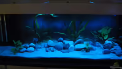 Becken 26227 von Jens Ullrich