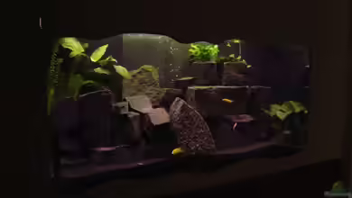 Becken 2636 von Daniel Kronmüller