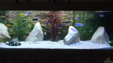 Becken 26600 von Waldemar Oswald