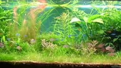 Becken 2669 von Daniel_