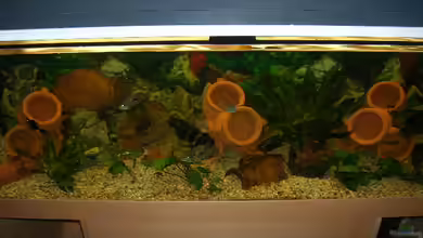 Becken 2679 von Sigfried Scheiber