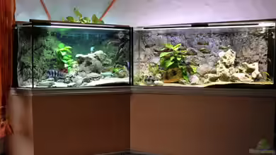 Becken 268 von Helmut Hollfelder