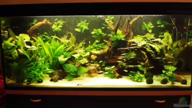 Becken 269 von Katja Knoll