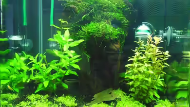 Becken 27076 von easy