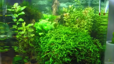 Becken 27079 von easy