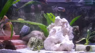 Becken 2712 von Annett Hahnemann