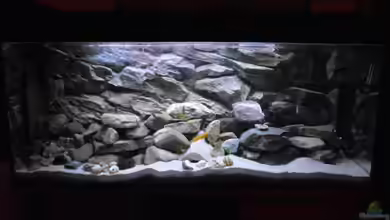 Becken 27195 von Angelheart