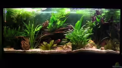 Becken 2739 von Andrea&Andreas Wielpütz