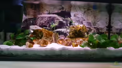 Becken 2762 von Simone Baumeister