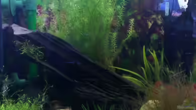 Becken 27669 (Aufgelöst) von Jan H.