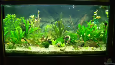 Becken 2767 von Rauti